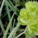 FLO-001-0003 Chrysosplenium alternifolium