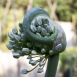 FLO-001-0012 Allium cepa L