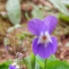 FLO-001-0016 Violeta - Viola sylvestris