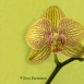 FLO-001-0022 - Orquídea
